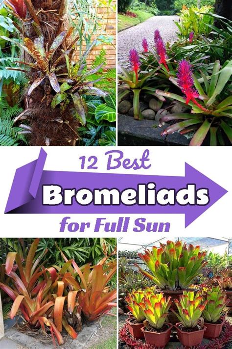 12 Best Bromeliads For Full Sun Bromeliads Tropical Backyard