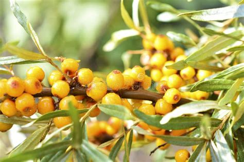 Juicy Sea Buckthorn Berries Elaeagnaceae Hippophae In The Garden Stock