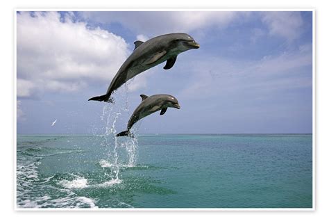 Bottlenose Dolphins Jumping Print By Tom Soucek Posterlounge