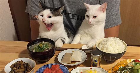 They Sit Down To Enjoy Dinner When The Cats Arrive Watch Their Paws