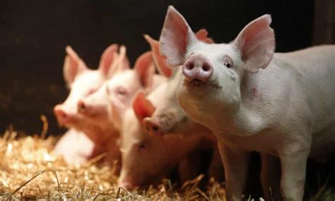 Genetically Modified Animals Gm The Guardian