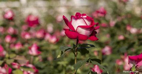 Cómo Cultivar Y Cuidar Osiria Rose 2024