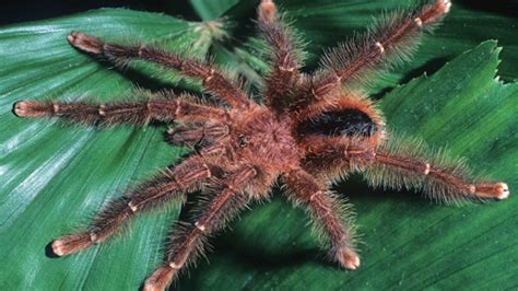 True tarantulas are spiders belonging to the family theraphosidae (greek for thera wild animal, beast + phos light). Confirmed: Large Bird-Eating Tarantulas Do Exist