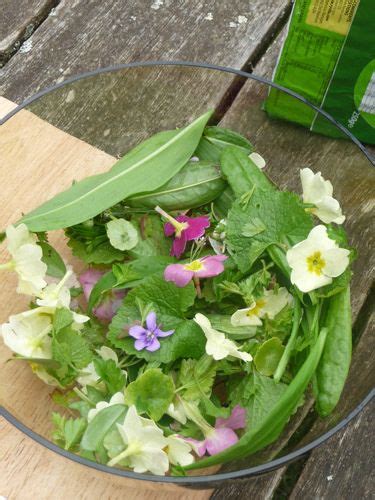 Wild Green Salad With Edible Flowers Scallions Recipes Endive Recipes