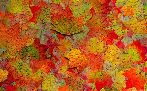 4k Free Download Autumn Leaves Fall Colorful Leaves Water Drops