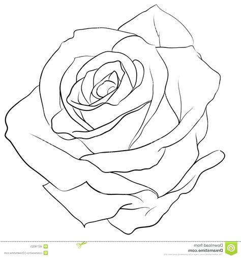 See also 55 best rose tattoos designs best tattoos for 2016 pretty designs regarding the most awesome along with interesting rose tattoo regarding tattoo art from tattoo design topic. Rose Tattoos Drawing at GetDrawings | Free download