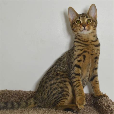 Savannah, the first savannah cat was produced on april 7, 1986 by an experimental hybrid of. F5 Savannah Kittens Available Savannah Kittens for Sale ...