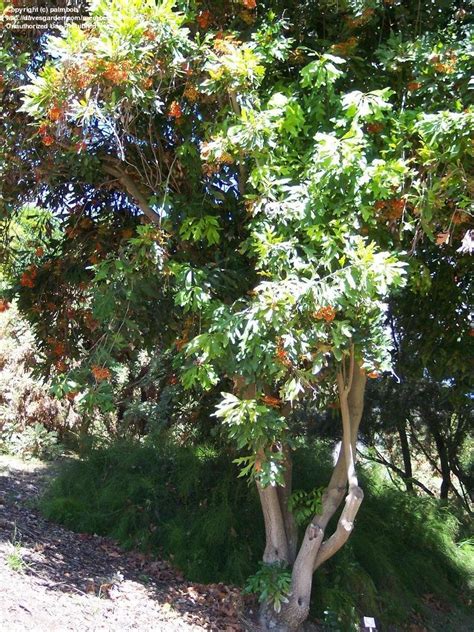 Mild winters in zone 7 let gardeners grow a larger amount of fruit tree varieties that aren't available in other areas. PlantFiles Pictures: Firewheel Tree (Stenocarpus sinuatus ...