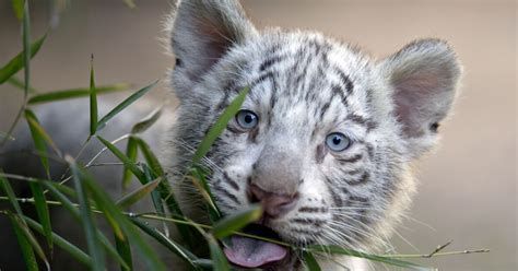 Argentine Zoo Shows Off White Tiger Triplets Washington Examiner