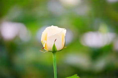 Premium Photo White Rose Bud Close Up On A Bush In The Garden The