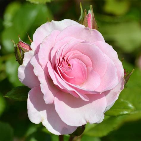Light Pink Rose In A Garden Photograph By P S