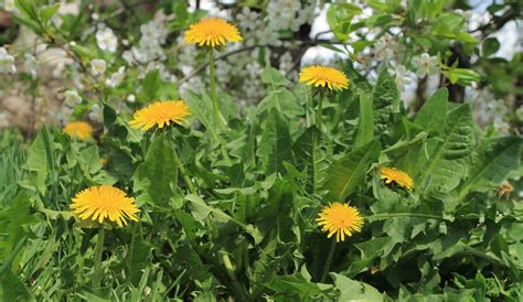 There are reports from iowa state university extension field crops specialists that there are lots of winter annual weeds in iowa this spring. Weed Words Explained - CyleYoung.com