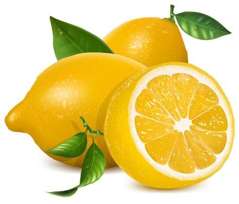 Download Fresh lemon vector illustration 03 - Vector Food free download