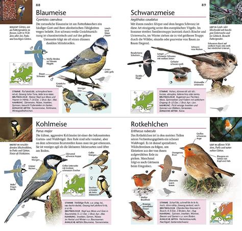 Heimische arten bestimmen tipps zu winterfutterung und nistkastenbau. Vögel Im Garten Bestimmen Reizend Gartenvögel Beobachten ...