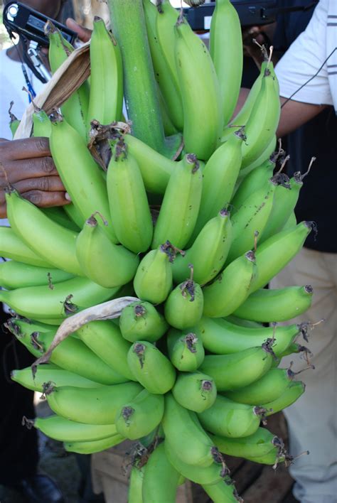Africa Modified Banana Could Cure Deadly Disease Inter Press Service