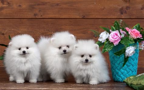 Beautiful Dog Wallpaper Download Petswall