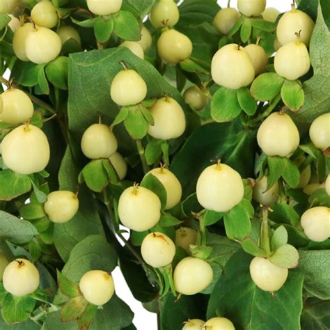 Creamy White Designer Hypericum Berries