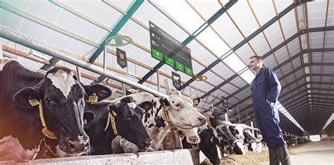 Nedap Brings Augmented Reality Into The Dairy Farm Nedap Livestock