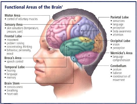 Labeled areas of the back. Pin on Speech-Language Pathology