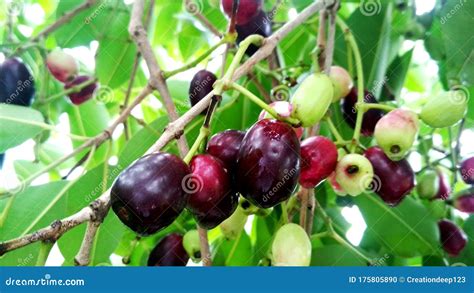 Jamun Fruit Or Indian Blackberry Fruit Riping On The Tree Stock Photo
