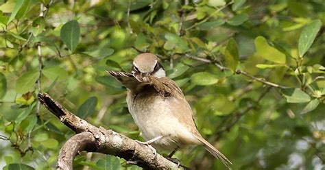 Rimba would not be anywhere without fantastic volunteers. Taman Rimba Kiara: Shrike display