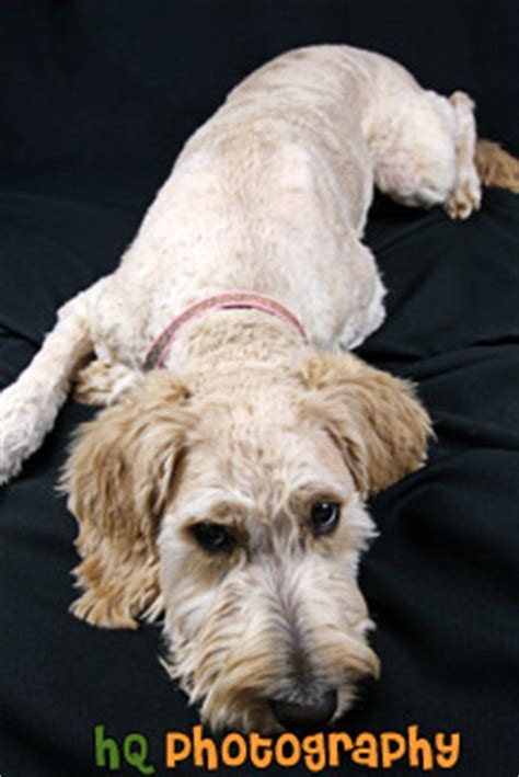 Goldendoodles come in a rainbow of colors. Shaved Goldendoodle Photo