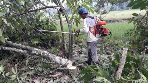 Alat pemotong rumput elektrik ini praktis, hemat & ramah lingkungan. eksperimen mesin potong rumput brush cutter untuk potong ...