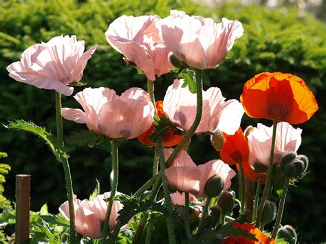 Ein paar eindrücke davon, was sich bei uns auf den feldern gerade so tut. Blumen in Nachbars Garten Foto & Bild | pflanzen, pilze ...