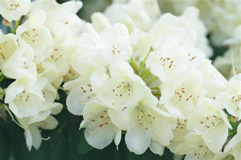 Premium Photo Background Of White Azalea Flowers