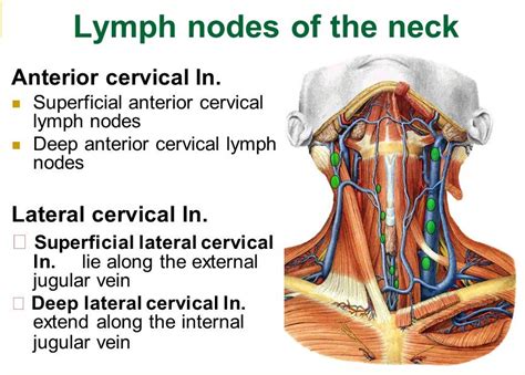 Lymph Nodes In Neck Gallery