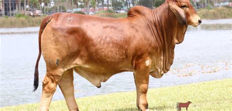 We emphasize performance, soundness, fertility and beef production in our brahman herds. Brahman Embryos Archives - Moreno Ranches