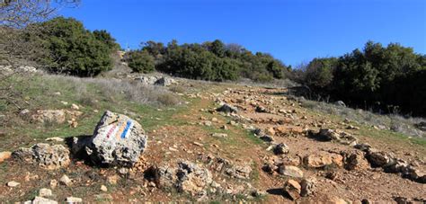 Adjacent to rabbi shimon's tomb is the burial cave of rabbi hillel the elder. Flowers and nature | Israel | Mount Meron Peak