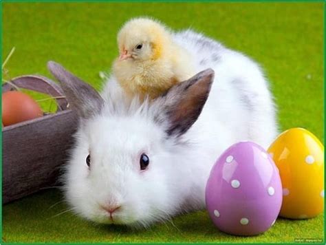 Easter Bunny Chick And Bunny Pictures Photos And Images For Facebook
