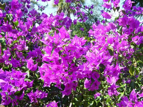 Florida Plants Full Sun Tolerant 22 Best Flowers For Full Sun Heat