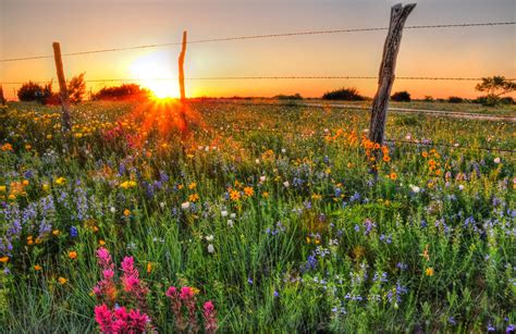 Texas Wildflowers At Sunset Texas Wildflowers At Sunset Pr Flickr