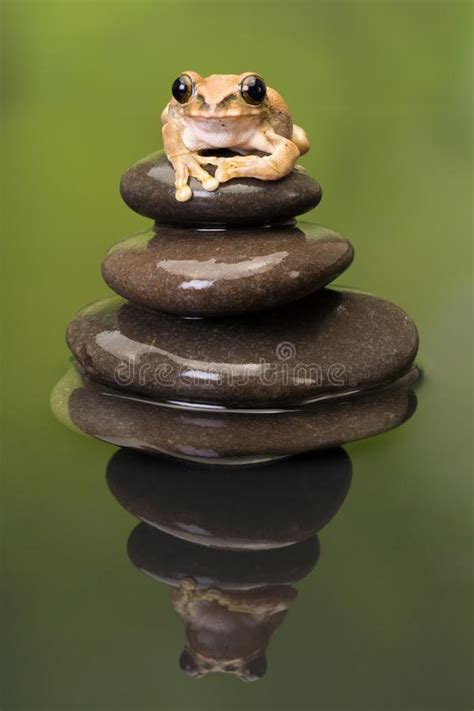 331 Zen Frog Stock Photos Free And Royalty Free Stock Photos From