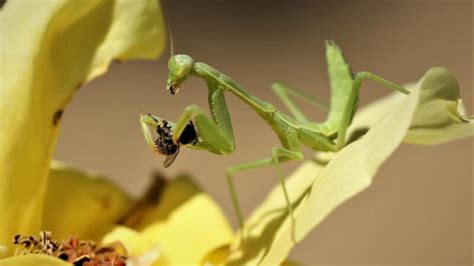 What Does Praying Mantis Eat Information And Facts Pestopped