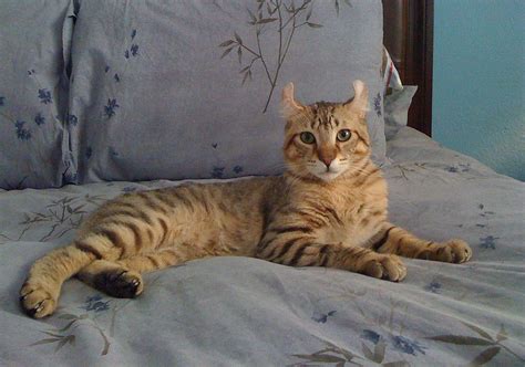 Highlander Cat Breed Info Pictures Temperament And Traits Pet Keen