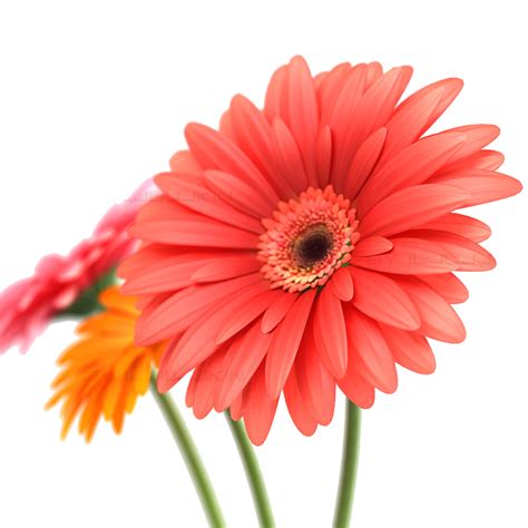 Gerbera Png Transparente Png All