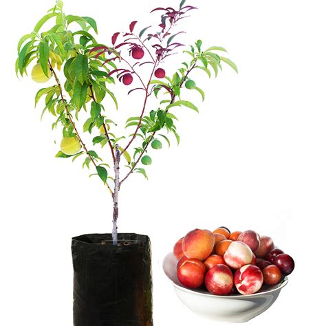 Oct 28, 2019 · fertilizer is an essential part of staghorn fern care. Tree Care - Fruit Salad Trees | Fruit salad tree, Citrus ...