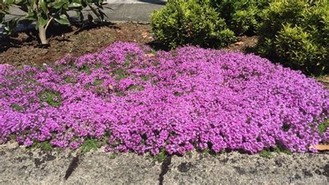 Check spelling or type a new query. https://robertasgardens.net/creeping-thyme-32pc-flat.html ...