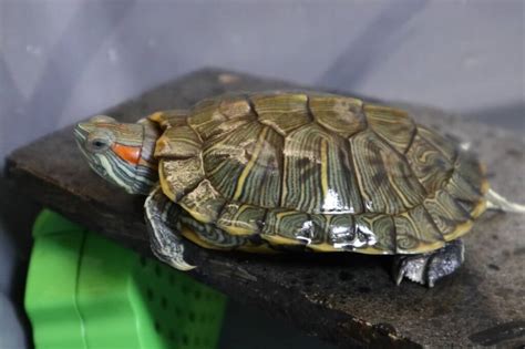How Much Do Pet Turtles Cost Turtle Pet Guide