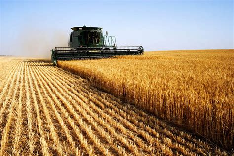 Farmers Work Continues As Normal Good In Every Grain