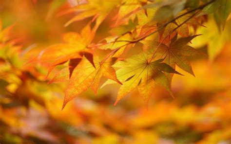 Maple Leaves Nature Leaves Fall Hd Wallpaper Wallpaper Flare