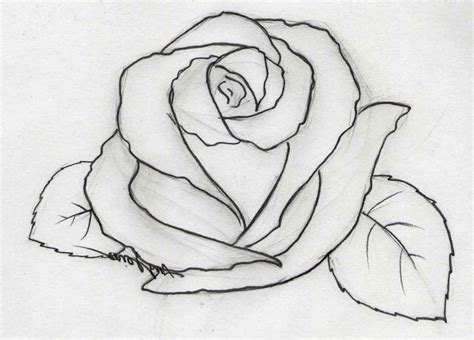 Rose Flower Drawing Images At Explore Collection