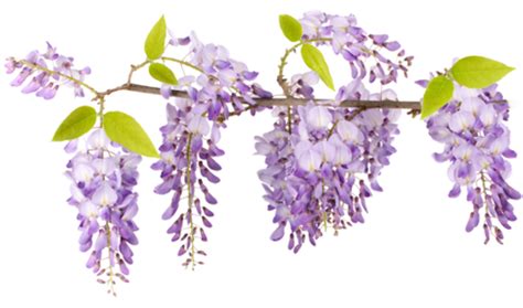 Download High Quality Flower clipart wisteria Transparent PNG Images