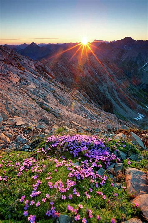 Alpine Sunrise With Flowers In The By Wingmar