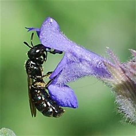 Clicking on other group will close opened group automatically. Keulhornbienen: Ceratina cyanea