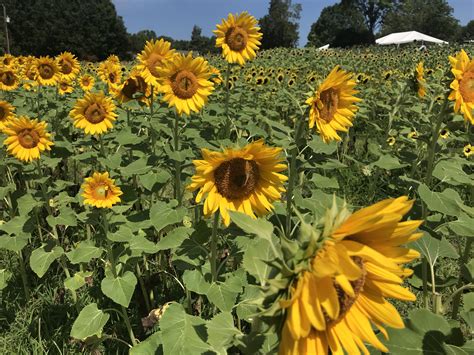 Harris teeter within walking distance. Harris Teeter Flowers Greensboro Nc | Best Flower Site