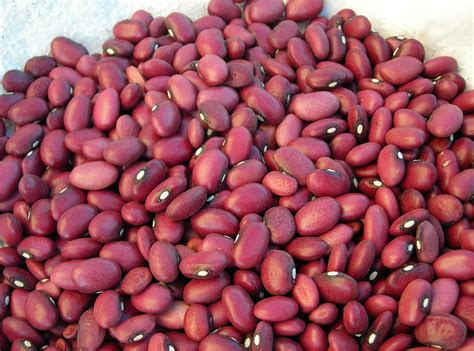 Small Red Bush Dry Bean Bulk Size 14 Lb Southern Exposure Seed